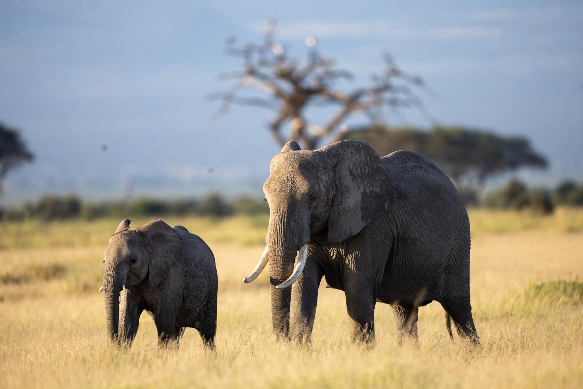 Amboseli Glass House Oloitokitok エクステリア 写真