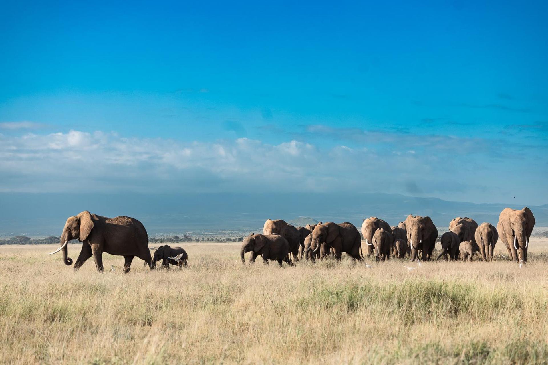 Amboseli Glass House Oloitokitok エクステリア 写真