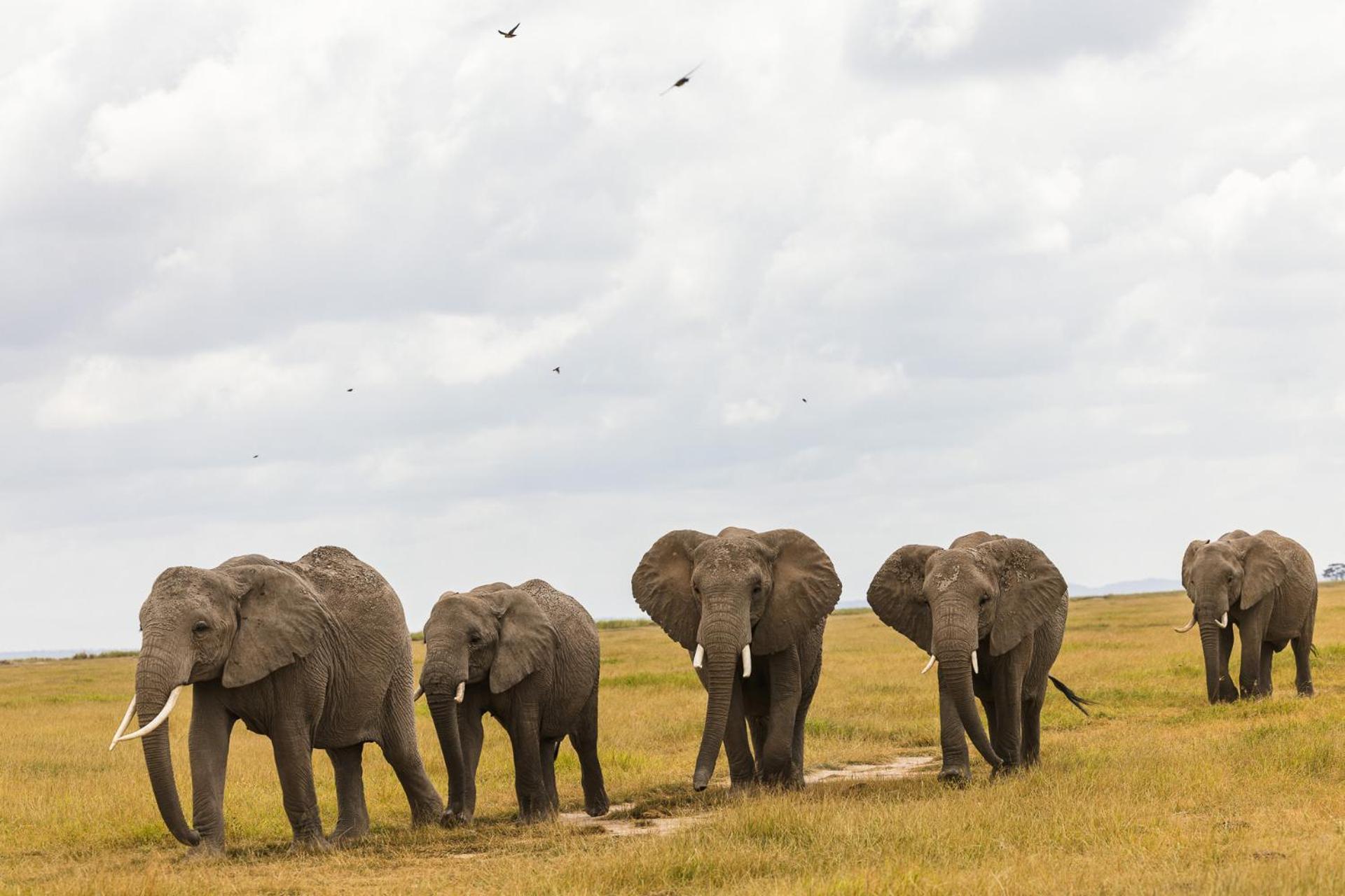Amboseli Glass House Oloitokitok エクステリア 写真